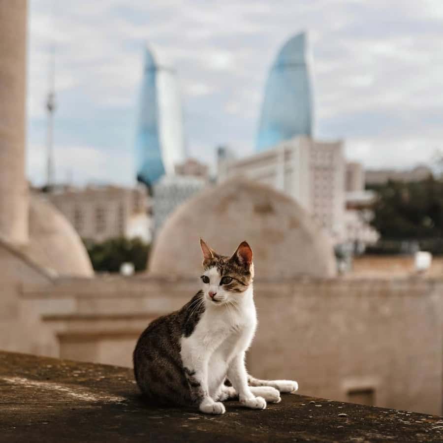 Baku City Tour: Explore the Heart of Azerbaijan - Baku Boulevard and the Caspian Sea