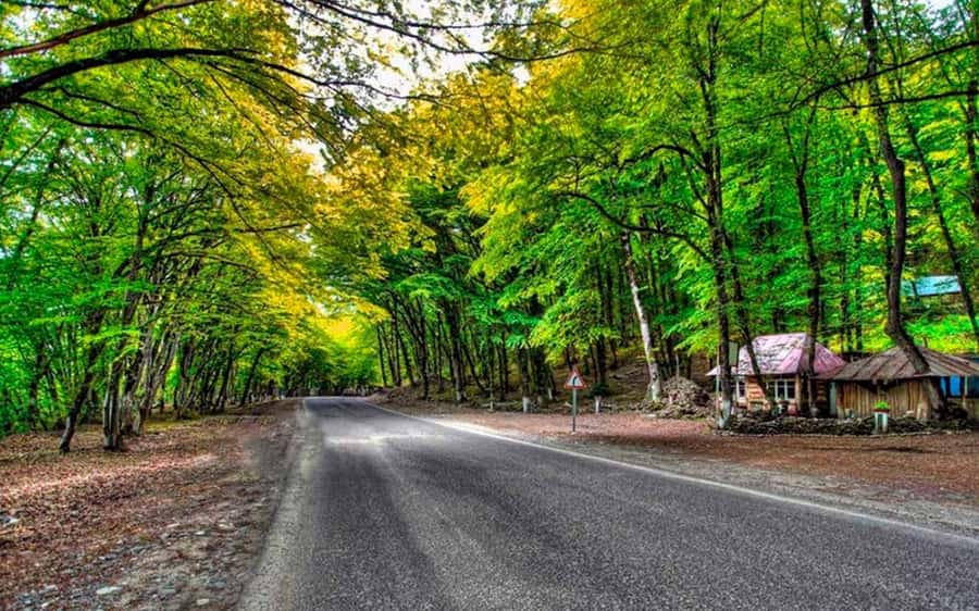 Baku: Guba Khinalig & Candy Cane Tour with Homemade Lunch - Gachrash Forest is a welcome green pause