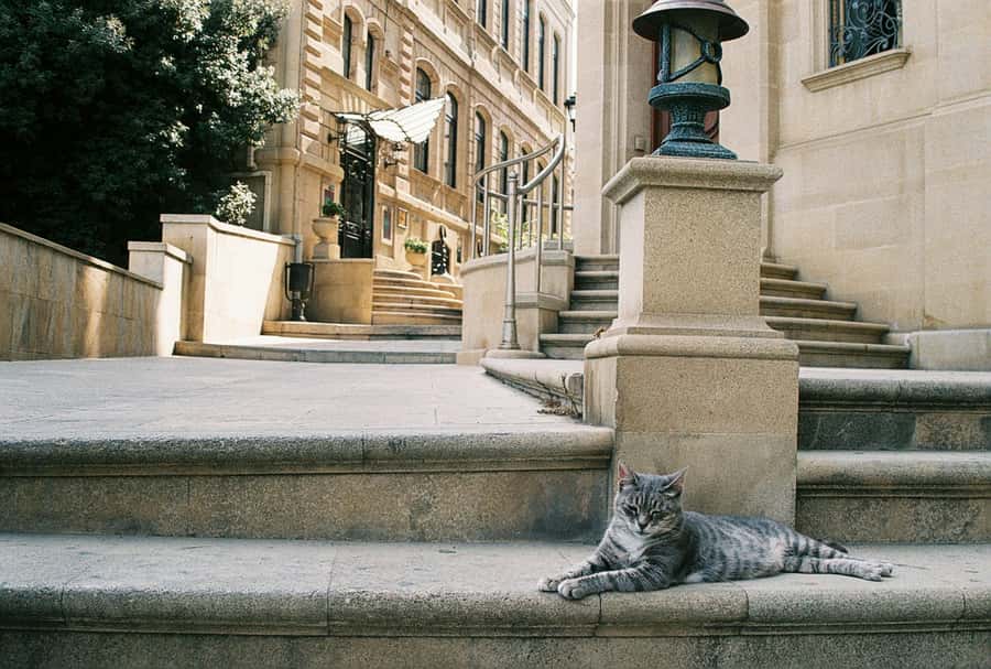 Baku Old City Wonders: A Walking Tour Through Time - Aliaga Vahid’s monument and local character