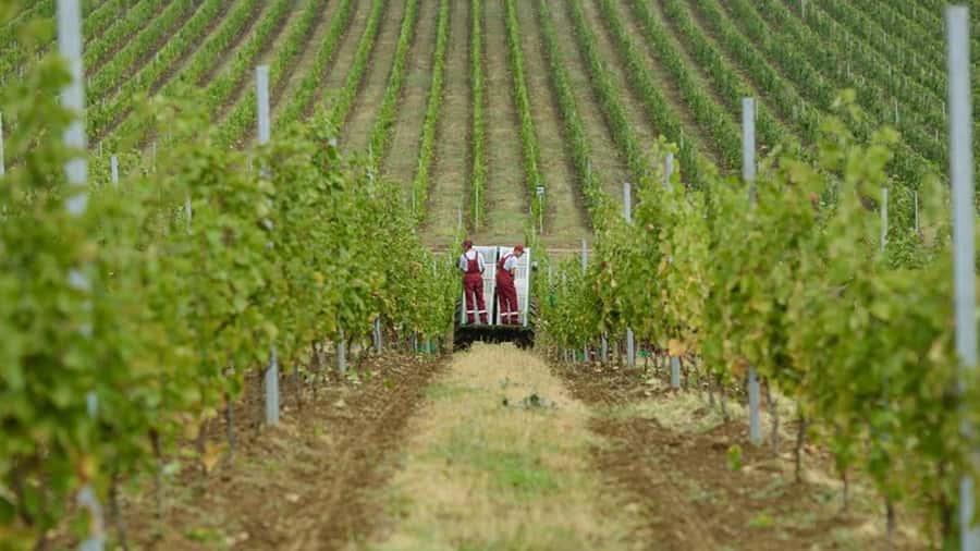 Baku: Organic Winery Tour in Shamakhi with Local Lunch - Why Shamakhi matters to Azerbaijan’s wine revival