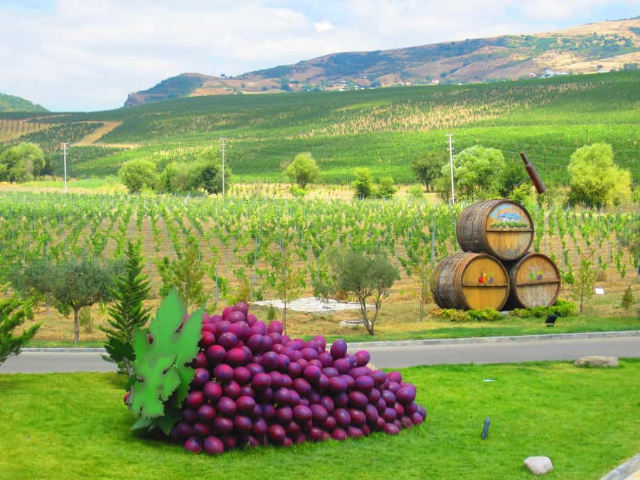 Baku: Organic Winery Tour in Shamakhi with Local Lunch - Walking through the vineyard