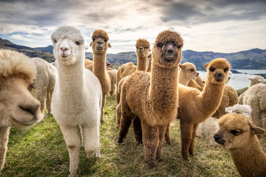 From Baku: Shamakhi City and Alpaca Farm Tour - Shamakhi and the Diribaba Mausoleum