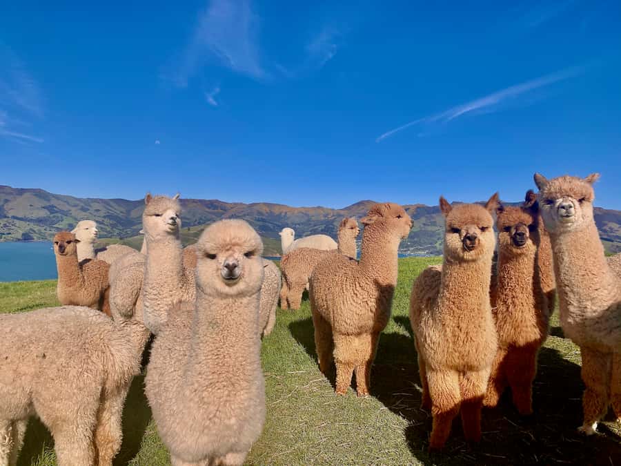 From Baku: Shamakhi City and Alpaca Farm Tour - Meeting the alpacas at Alpaca Azerbaijan