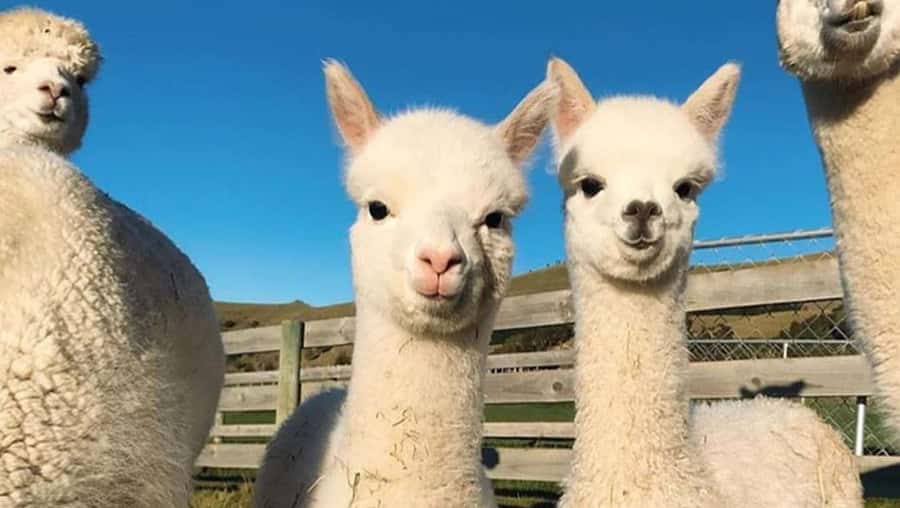 From Baku: Shamakhi City and Alpaca Farm Tour - Is $210 per person good value?
