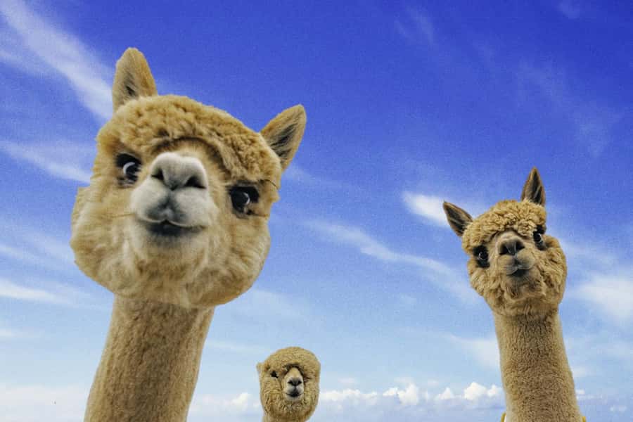 From Baku: Shamakhi City and Alpaca Farm Tour - Leaving Baku for Shamakhi