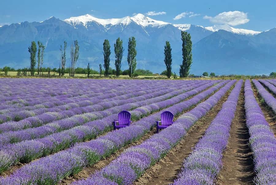 Gabala & Lavender Fields Group Guided tour - Gabala in one long day from Baku