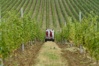 Organic Wine Tour Shamakhi with Local Lunch