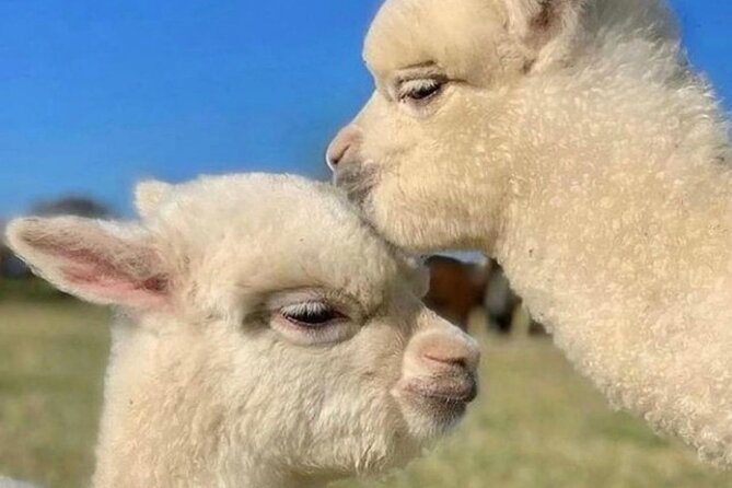 Shamakhi Alpaca Private Tour - The guide, vehicle, and private format
