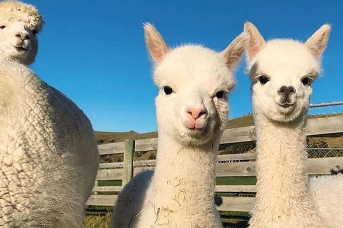 Shamakhi Alpaca Private Tour - What the price includes, and what it leaves out