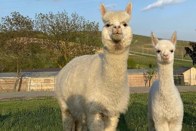 Shamakhi Alpaca Private Tour - Entering Azerbaijan’s first alpaca farm